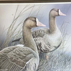 Sherrie Russell Meline Ducks Framed Art‎ Print Signed Numbered Wildlife Decor